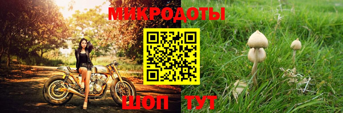 Тара  Псилоцибиновые грибы Psilocybe  Псилоцибиновые грибы GOLDEN TEACHER  купить   Вход с VPN 